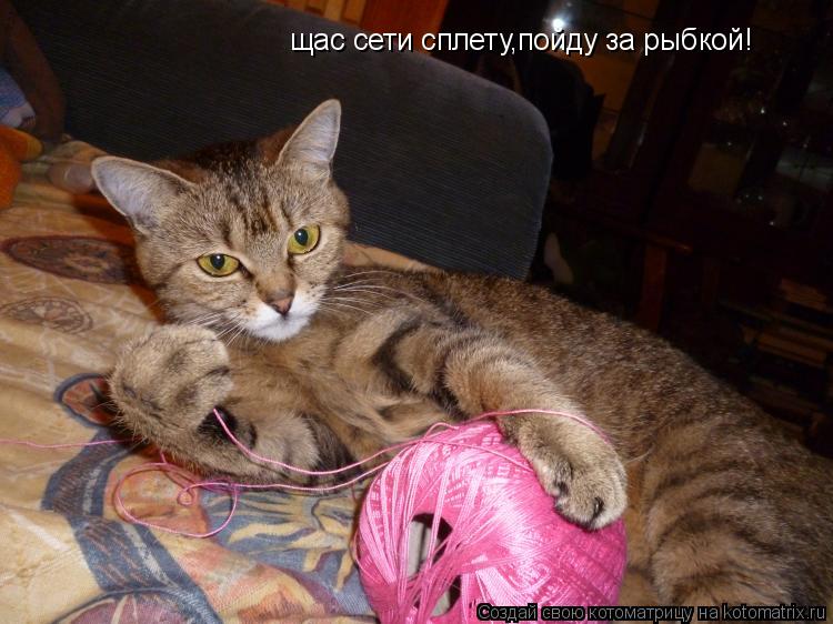 щас сети сплету,пойду за рыбкой!... Котоматрица: щас сети сплету,пойду за рыбкой!