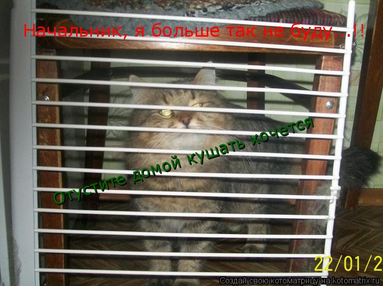 Начальник, я больше так не буду...!! Отустите домой кушать хочется... Котоматрица: Начальник, я больше так не буду...!! Отустите домой кушать хочется