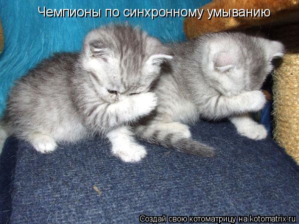 Чемпионы по синхронному умыванию... Котоматрица: Чемпионы по синхронному умыванию