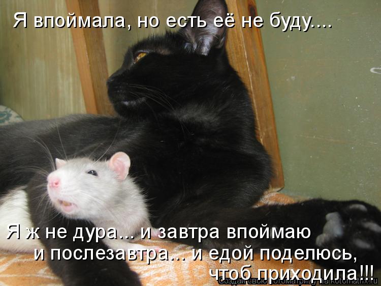 Я впоймала, но есть её не буду.... Я ж не дура... и завтра впоймаю и послезавтра... и едой поделюсь,... Котоматрица: Я впоймала, но есть её не буду.... Я ж не дура... и завтра впоймаю и послезавтра... и едой поделюсь, чтоб приходила!!!
