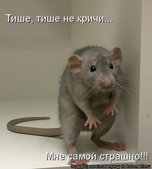 Тише, тише не кричи... Мне самой страшно!!!... Котоматрица: Тише, тише не кричи... Мне самой страшно!!!