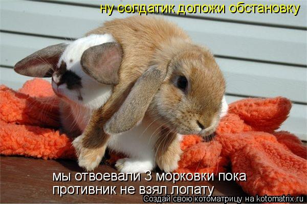 ну солдатик доложи обстановку мы отвоевали 3 морковки пока противник не взял лопату... Котоматрица: ну солдатик доложи обстановку мы отвоевали 3 морковки пока противник не взял лопату