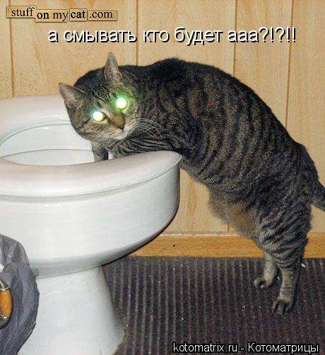 а смывать кто будет ааа?!?!!... Котоматрица: а смывать кто будет ааа?!?!!