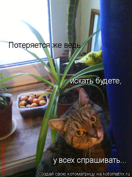 Потеряется же ведь искать будете, у всех спрашивать...... Котоматрица: Потеряется же ведь искать будете, у всех спрашивать...
