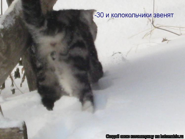 Котоматрица: -30 и колокольчики звенят