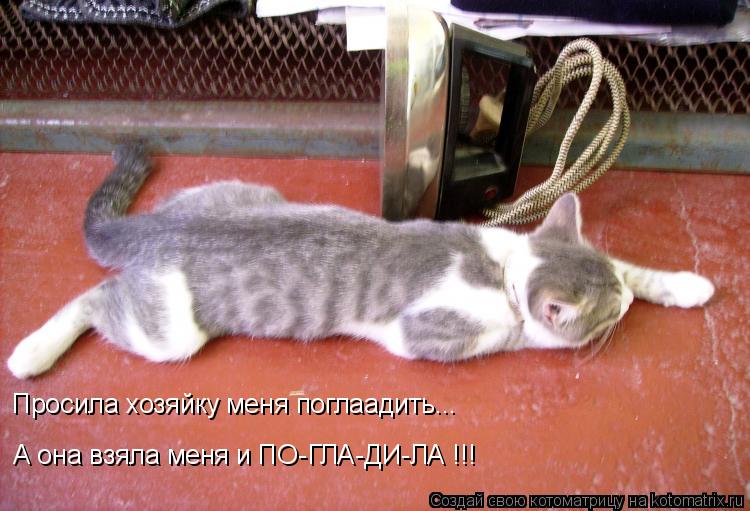 Котоматрица: Просила хозяйку меня поглаадить. Просила хозяйку меня поглаадить... А она взяла меня и ПО-ГЛА-ДИ-ЛА !!!