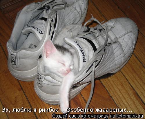 Котоматрица: Эх, люблю я риибок... Особенно жааареных...