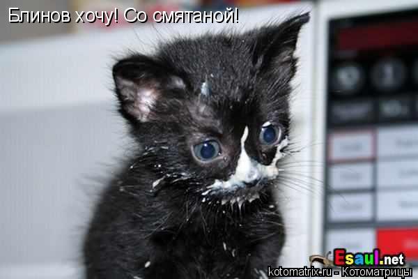 Котоматрица: Блинов хочу! Со смятаной!