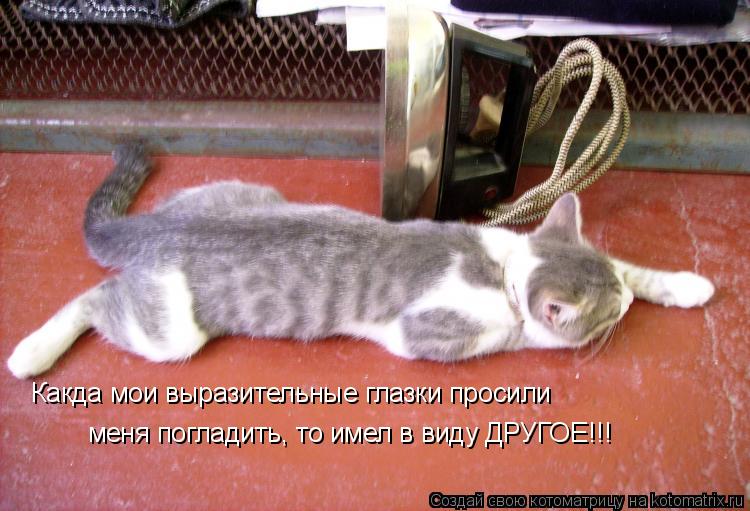 Котоматрица: Какда мои выразительные глазки просили меня погладить, то имел в виду ДРУГОЕ!!!