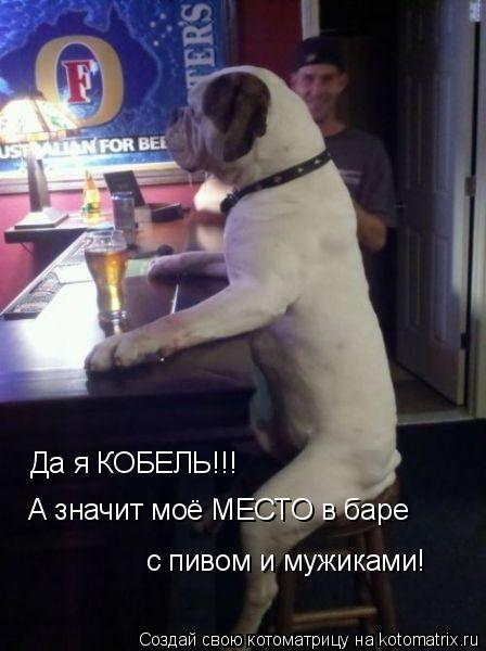 Да я КОБЕЛЬ!!! А значит моё МЕСТО в баре с пивом и мужиками!... Котоматрица: Да я КОБЕЛЬ!!! А значит моё МЕСТО в баре с пивом и мужиками!