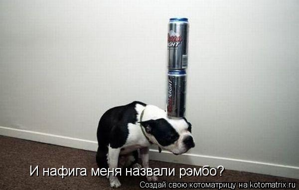 Котоматрица: И нафига меня назвали рэмбо?