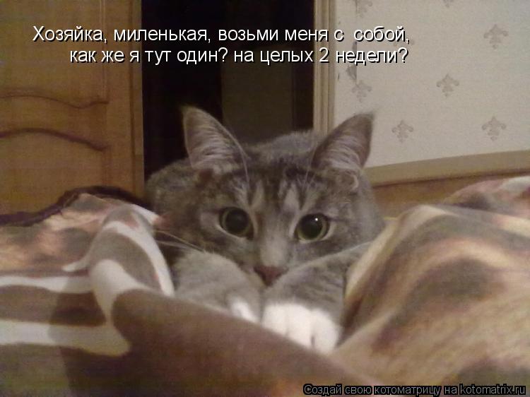 Хозяйка, миленькая, возьми меня с собой, как же я тут один? на целых 2 недели?... Котоматрица: Хозяйка, миленькая, возьми меня с собой, как же я тут один? на целых 2 недели?