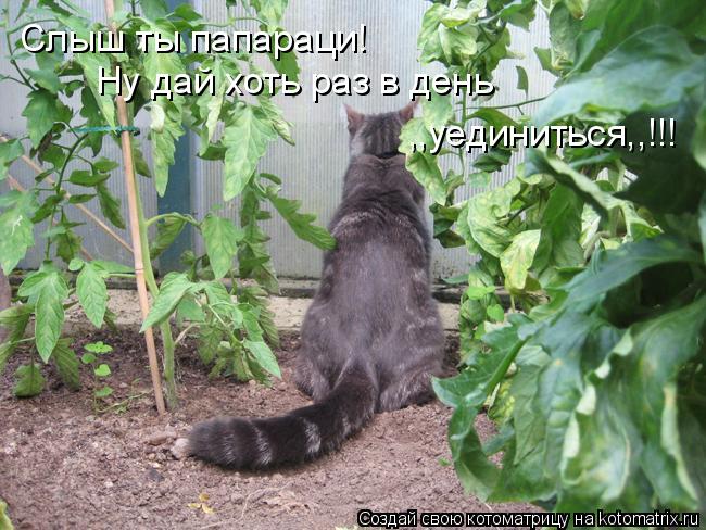 Слыш ты папараци! Ну дай хоть раз в день ,,уединиться,,!!!... Котоматрица: Слыш ты папараци! Ну дай хоть раз в день ,,уединиться,,!!!