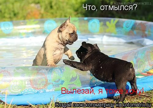 Что, отмылся? Вылезай, я тоже хочу!... Котоматрица: Что, отмылся? Вылезай, я тоже хочу!