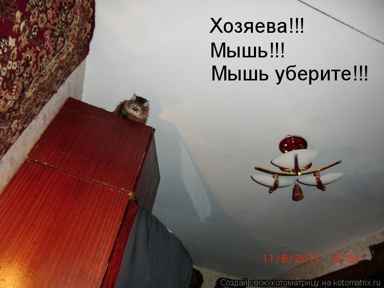 Мышь!!! Мышь уберите!!! Хозяева!!!... Котоматрица: Мышь!!! Мышь уберите!!! Хозяева!!!