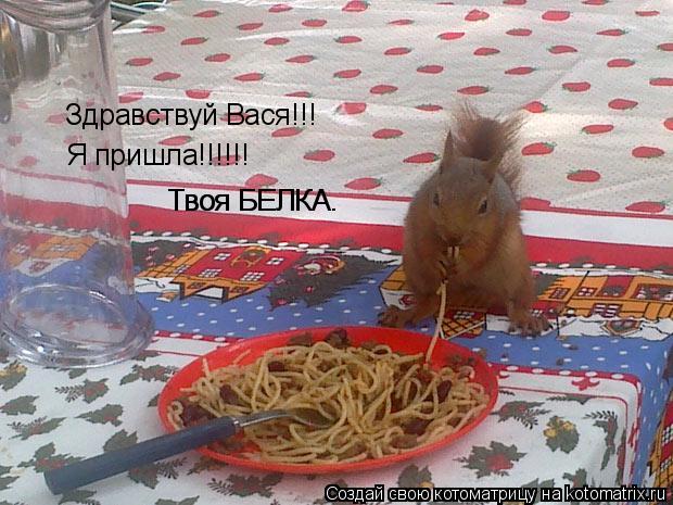 Здравствуй Вася!!! Я пришла!!!!!! Твоя БЕЛКА. Твоя БЕЛКА.... Котоматрица: Здравствуй Вася!!! Я пришла!!!!!! Твоя БЕЛКА. Твоя БЕЛКА.
