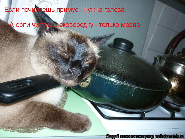 Если починяешь примус - нужна голова... ... А если чистишь сковородку - только морда.... Котоматрица: Если починяешь примус - нужна голова... ... А если чистишь сковородку - только морда.