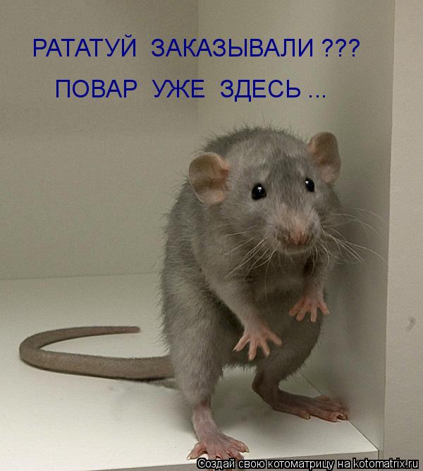 РАТАТУЙ ЗАКАЗЫВАЛИ ??? ПОВАР УЖЕ ЗДЕСЬ ...... Котоматрица: РАТАТУЙ ЗАКАЗЫВАЛИ ??? ПОВАР УЖЕ ЗДЕСЬ ...