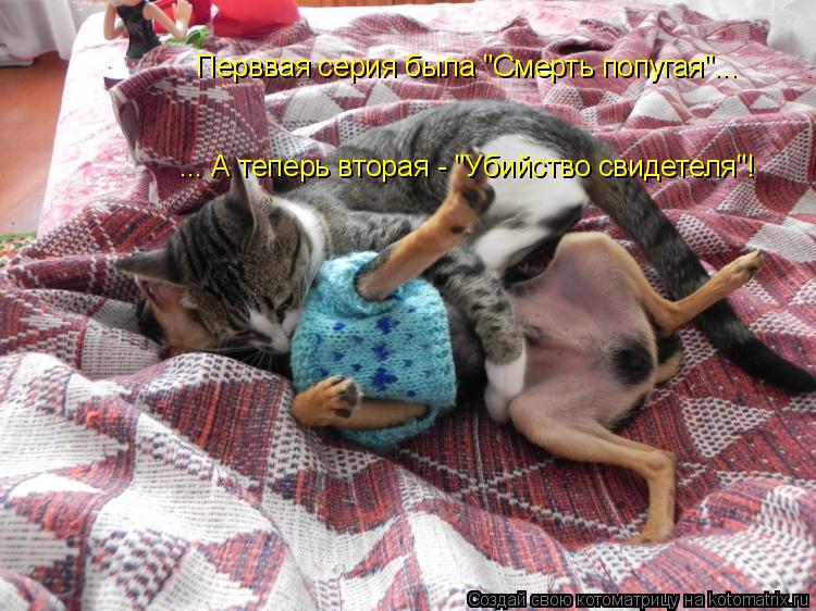 Перввая серия была "Смерть попугая"... ... А теперь вторая - "Убийство свидетеля"!... Котоматрица: Перввая серия была "Смерть попугая"... ... А теперь вторая - "Убийство свидетеля"!