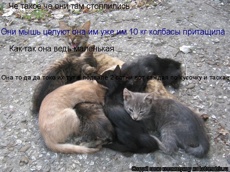 Че такое че они там столпились Они мышь целуют она им уже им 10 кг колбасы притащила Как так она вед... Котоматрица: Че такое че они там столпились Они мышь целуют она им уже им 10 кг колбасы притащила Как так она ведь маленькая Она то да да токо их тут в подв