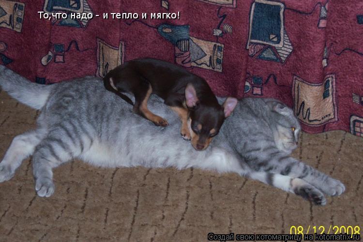 То,что надо - и тепло и мягко!... Котоматрица: То,что надо - и тепло и мягко!