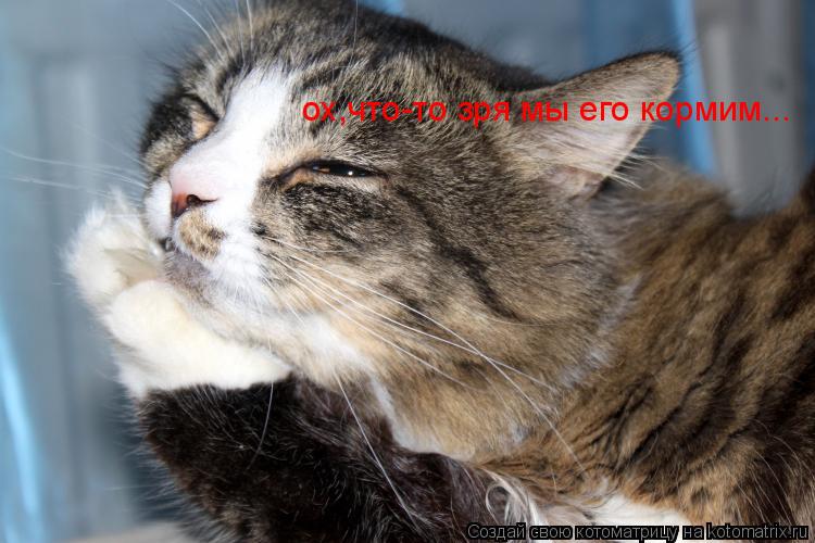 ох,что-то зря мы его кормим...... Котоматрица: ох,что-то зря мы его кормим...