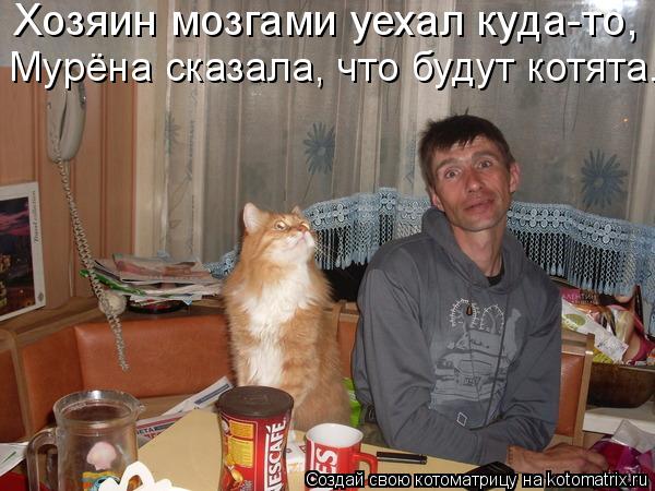Хозяин мозгами уехал куда-то, Мурёна сказала, что будут котята.... Котоматрица: Хозяин мозгами уехал куда-то, Мурёна сказала, что будут котята.