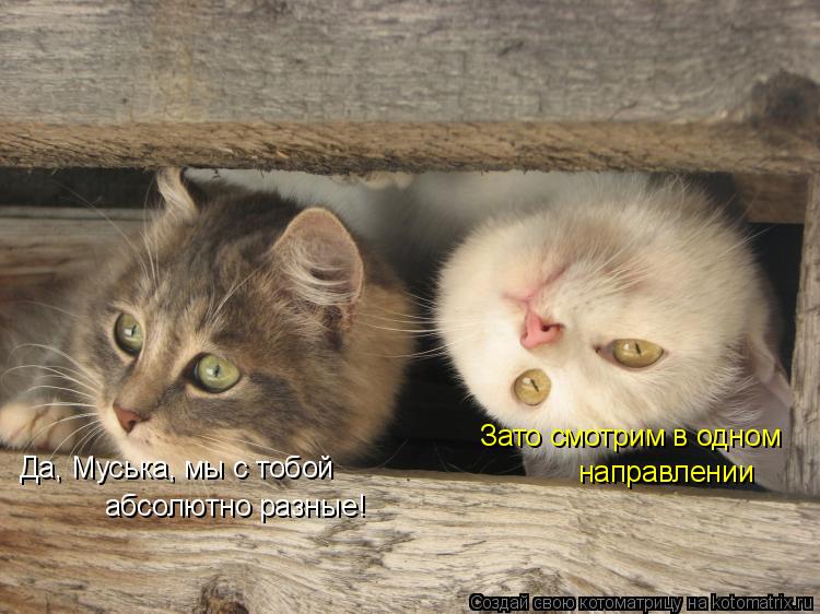 Да, Муська, мы с тобой абсолютно разные! Зато смотрим в одном направлении... Котоматрица: Да, Муська, мы с тобой абсолютно разные! Зато смотрим в одном направлении