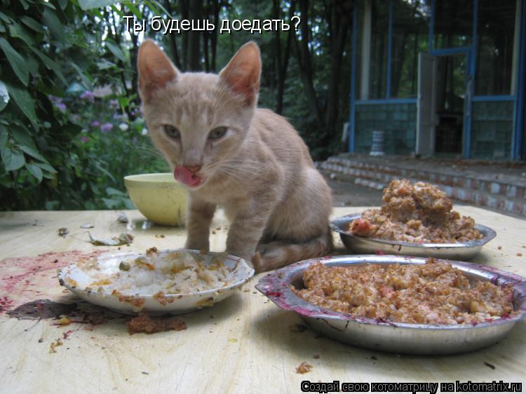 Ты будешь доедать?... Котоматрица: Ты будешь доедать?