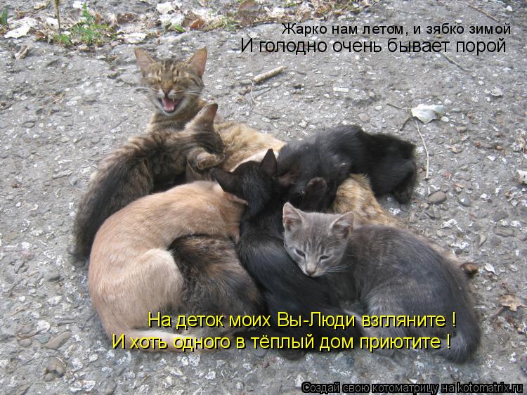 Жарко нам летом, и зябко зимой И голодно очень бывает порой На деток моих Вы-Люди взгляните ! И хоть ... Котоматрица: Жарко нам летом, и зябко зимой И голодно очень бывает порой На деток моих Вы-Люди взгляните ! И хоть одного в тёплый дом приютите !