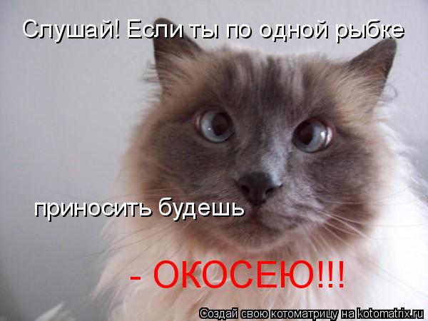 Слушай! Если ты по одной рыбке приносить будешь - ОКОСЕЮ!!!... Котоматрица: Слушай! Если ты по одной рыбке приносить будешь - ОКОСЕЮ!!!