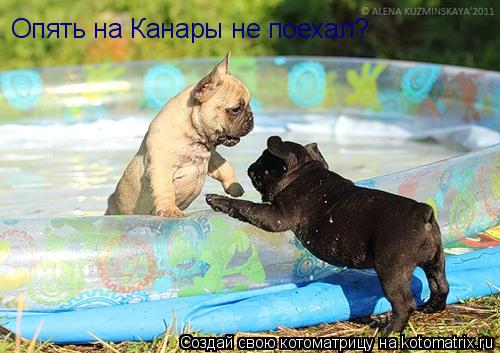 Котоматрица: Опять на Канары не поехал?