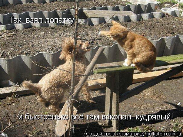 Так, взял лопатку и быстренько всё там вскопал, кудрявый!... Котоматрица: Так, взял лопатку и быстренько всё там вскопал, кудрявый!