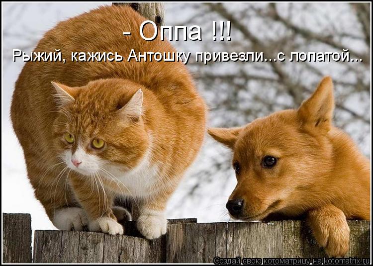 Рыжий, кажись Антошку привезли...с лопатой... - Оппа !!!... Котоматрица: Рыжий, кажись Антошку привезли...с лопатой... - Оппа !!!