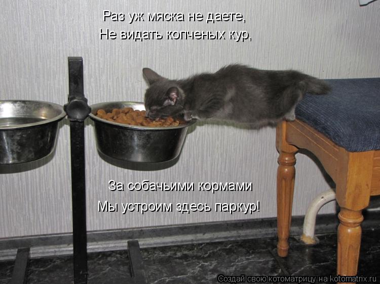 Раз уж мяска не даете, Не видать копченых кур, За собачьими кормами Мы устроим здесь паркур!... Котоматрица: Раз уж мяска не даете, Не видать копченых кур, За собачьими кормами Мы устроим здесь паркур!