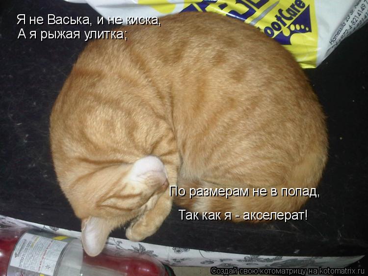 Я не Васька, и не киска, А я рыжая улитка; По размерам не в попад, Так как я - акселерат!... Котоматрица: Я не Васька, и не киска, А я рыжая улитка; По размерам не в попад, Так как я - акселерат!