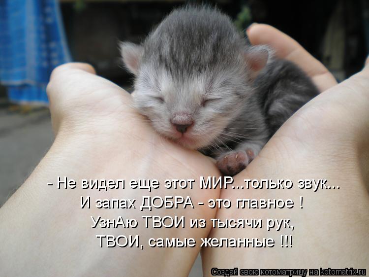 ТВОИ, самые желанные !!! И запах ДОБРА - это главное ! - Не видел еще этот МИР...только звук... УзнАю... Котоматрица: ТВОИ, самые желанные !!! И запах ДОБРА - это главное ! - Не видел еще этот МИР...только звук... УзнАю ТВОИ из тысячи рук,