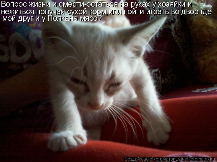 Вопрос жизни и смерти-остаться на руках у хозяйки и нежиться,получая сухой корм,или пойти играть во ... Котоматрица: Вопрос жизни и смерти-остаться на руках у хозяйки и нежиться,получая сухой корм,или пойти играть во двор где мой друг и у Полкана мясо?