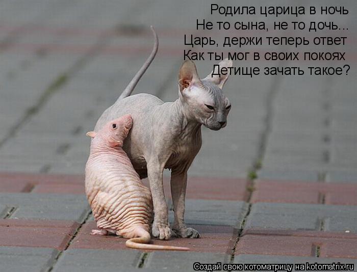 Родила царица в ночь Не то сына, не то дочь... Царь, держи теперь ответ Как ты мог в своих покоях Дет... Котоматрица: Родила царица в ночь Не то сына, не то дочь... Царь, держи теперь ответ Как ты мог в своих покоях Детище зачать такое?