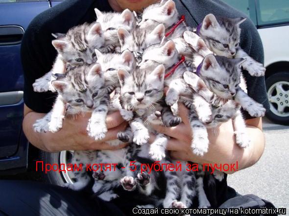 Продам котят - 5 рублей за пучок!... Котоматрица: Продам котят - 5 рублей за пучок!