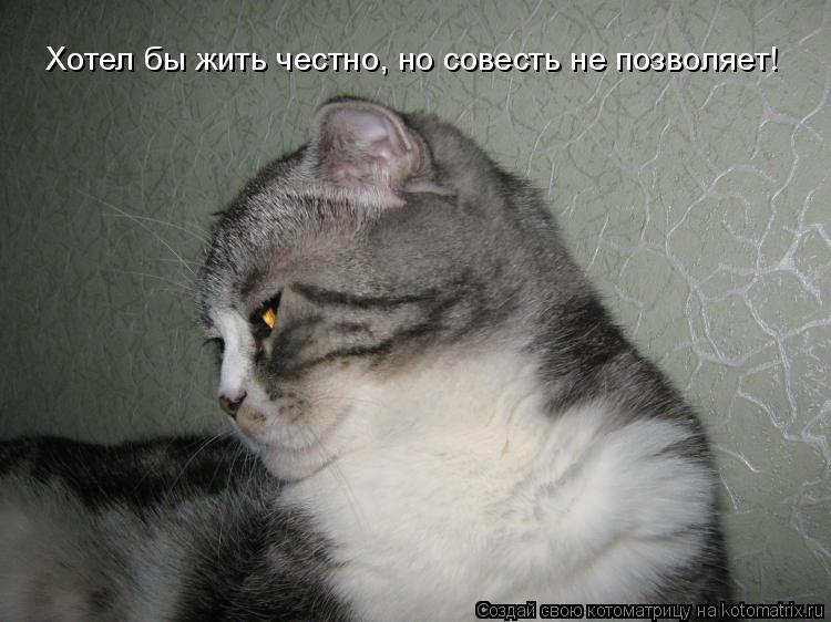 Хотел бы жить честно, но совесть не позволяет!... Котоматрица: Хотел бы жить честно, но совесть не позволяет!