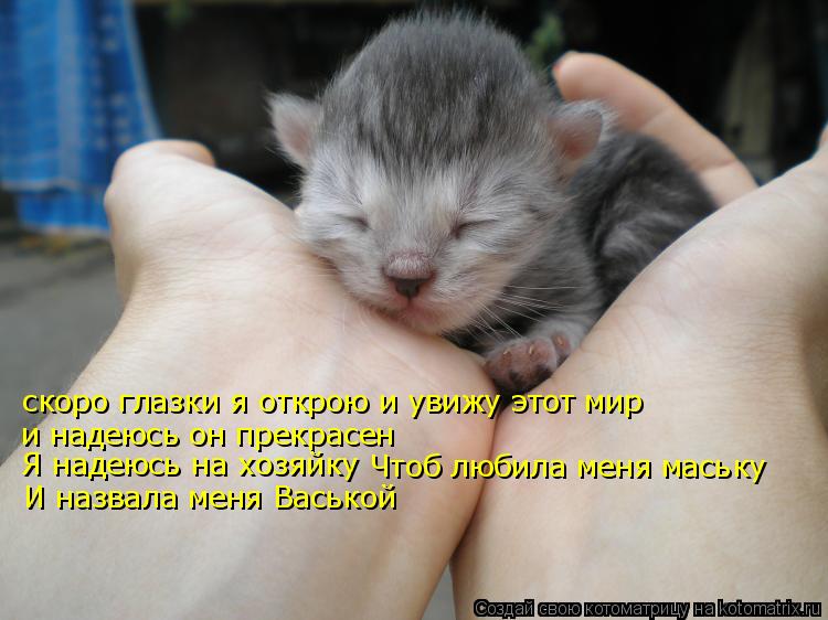 скоро глазки я открою и увижу этот мир и надеюсь он прекрасен Я надеюсь на хозяйку Чтоб любила меня м... Котоматрица: скоро глазки я открою и увижу этот мир и надеюсь он прекрасен Я надеюсь на хозяйку Чтоб любила меня маську И назвала меня Васькой