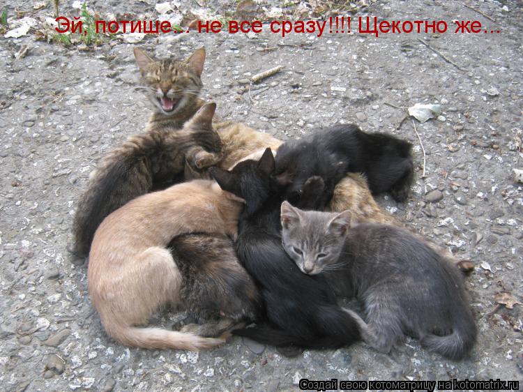 Эй, потише... не все сразу!!!! Щекотно же...... Котоматрица: Эй, потише... не все сразу!!!! Щекотно же...