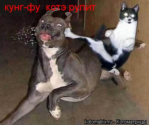 кунг-фу котэ рулит... Котоматрица: кунг-фу котэ рулит