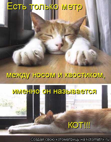 Есть только метр между носом и хвостиком, именно он называется КОТ!!!... Котоматрица: Есть только метр между носом и хвостиком, именно он называется КОТ!!!