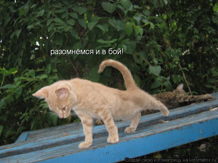 разомнёмся и в бой!... Котоматрица: разомнёмся и в бой!