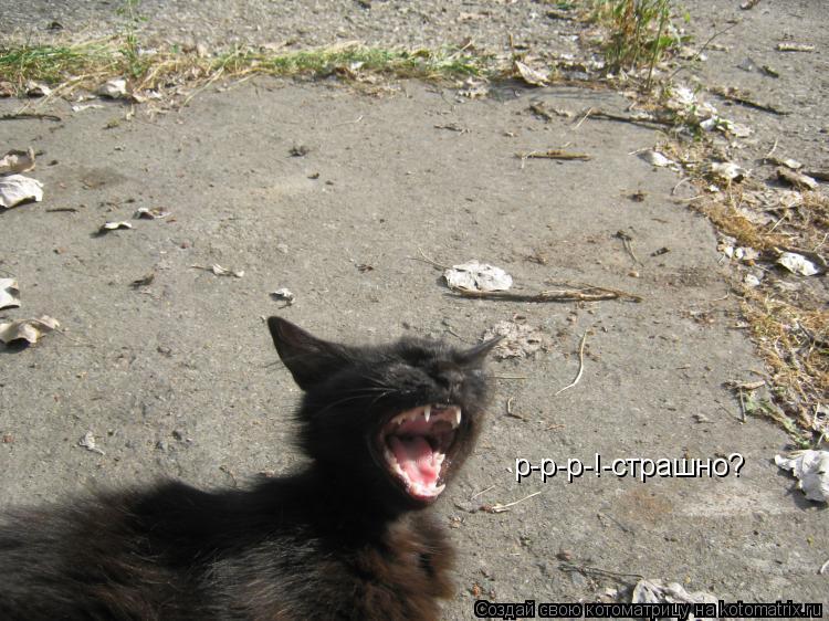 р-р-р-!-страшно?... Котоматрица: р-р-р-!-страшно?