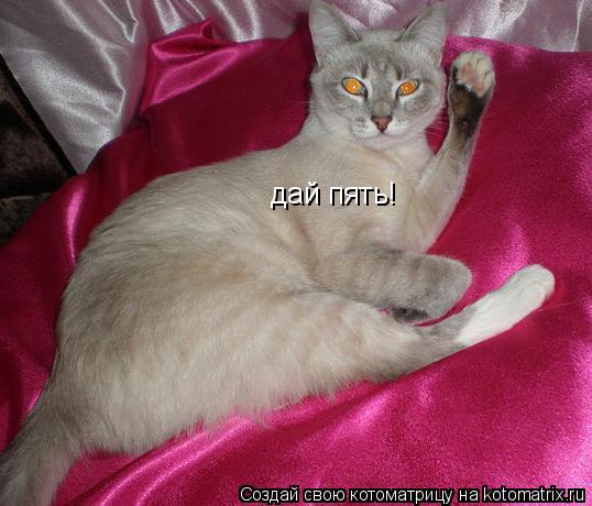 дай пять!... Котоматрица: дай пять!