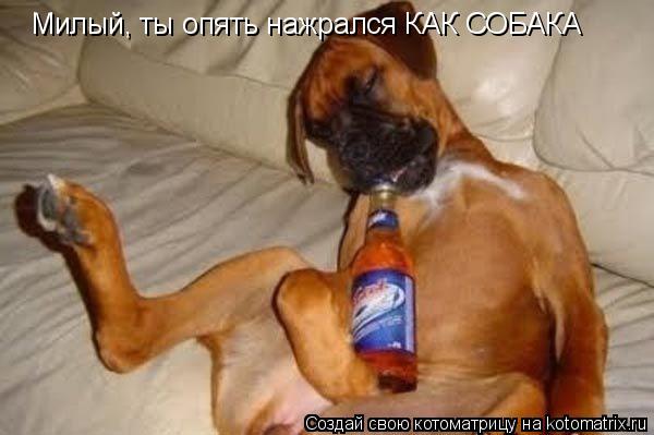 Милый, ты опять нажрался КАК СОБАКА... Котоматрица: Милый, ты опять нажрался КАК СОБАКА