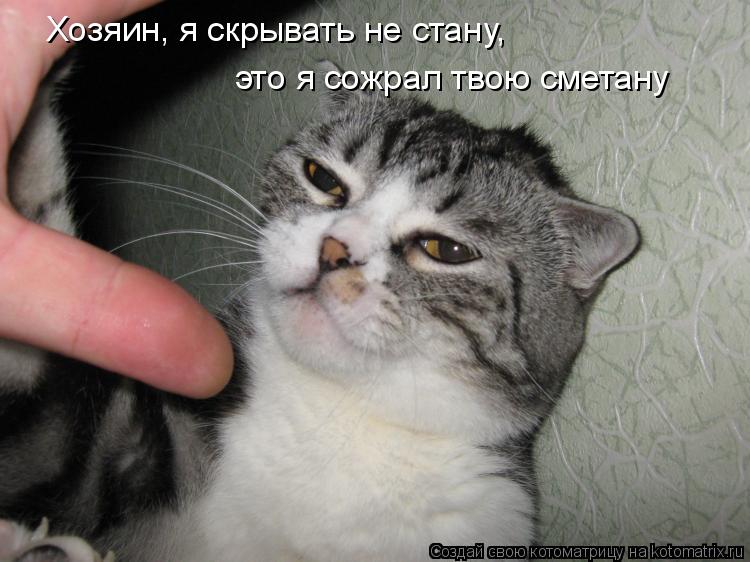 Хозяин, я скрывать не стану, это я сожрал твою сметану... Котоматрица: Хозяин, я скрывать не стану, это я сожрал твою сметану